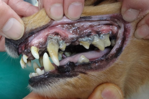 歯石除去ブログ 犬