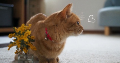 まる子とミモザ