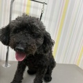 トリミングブログ