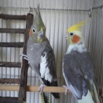兎鳥庵日記