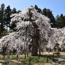 二本松周辺の桜巡り　2026.4.12（日）　