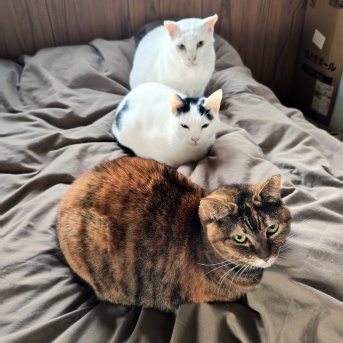 いじらしいジャガー