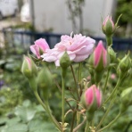 薔薇の香りに誘われて