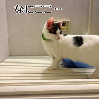 風呂来る猫も好き好き