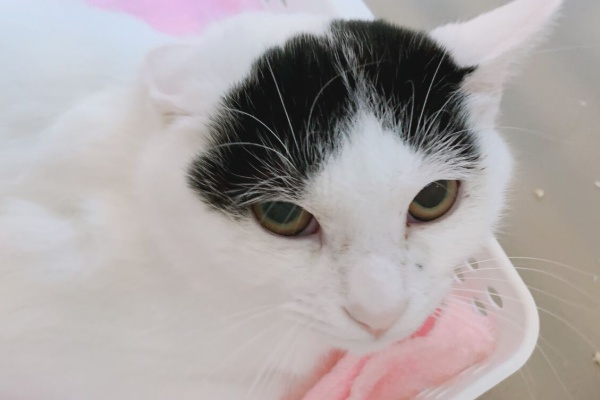 猫式ブログ 里親募集型猫カフェ 猫紹介