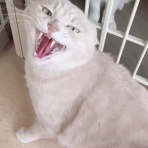 猫式ブログ～里親募集型猫カフェ