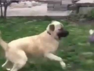 犬と少年が庭で遊んでいた。やられたぁ～！ → 優しいデカ犬はこうします…