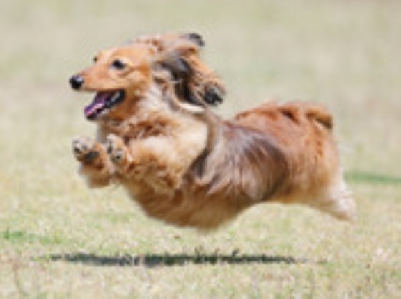 5-15-2　高木　明日貴（あずき）ちゃん　3歳　南あわじドッグラン・飛行犬撮影所にて
