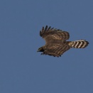 空抜けターン　（２月６日　クマタカ）