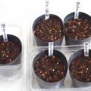 5品種のトマトの種蒔きしました！！