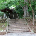 2026金龍寺のアオバズクを撮る8🦉📸（太田市）