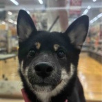 静岡県沼津市 ペットショップワンラブ カインズ沼津店のスタッフブログ