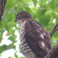 野鳥雀鷹（ツミ）の幼鳥を撮る25🦅📸（太田市）
