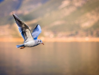 【減量】私のマンジャロ日記（9）食から解放される幸福感