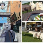 シェビーズのブログ