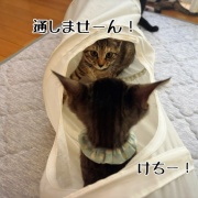 るいちゃんのお見合い