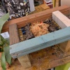 ビカクシダ （コウモリラン）ネザーランド ベイチー 板付にチャレンジ コルク と プラントハンガー WOODPRO  Rust 東京花壇 杉山拓巳 さん