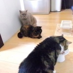 ”猫おでん”あり〼。