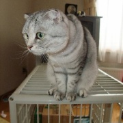 モモを迎えた前日の猫たちの様子