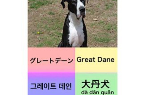 マルチリンガルのすすめ 犬 Dog 狗 개
