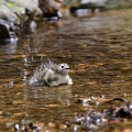 キクイタダキ　水浴び