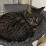子猫からしか得られない栄養がある