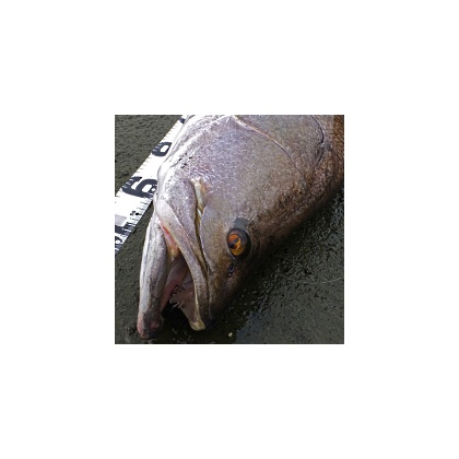 釣果情報 高知県 鵜来島で70cm 5 2kgの尾長グレが釣れたそうです 海辺の狩人