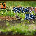 いきもの大好き！chunchunblog