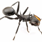 ありんこ日記　AntRoom