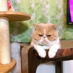 ”猫おでん”あり〼。