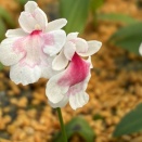 朱花イワチドリ