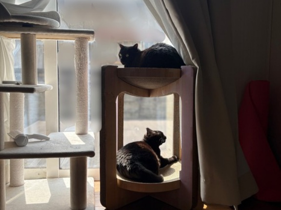 【猫写真】いつもきちんとしてる猫がだらけてる