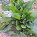 減農薬野菜、果物、お花、こだわりのうつわのお店　- 花うつわ大地（花咲農園） -