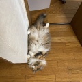 落ちてるだけじゃない夏の猫