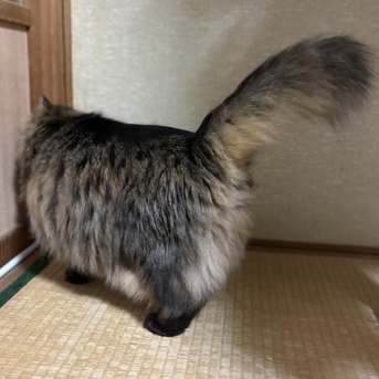 【猫写真】母に会いたいマロちゃん