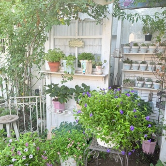 ＊9月半ば植物たちの成長期、ポット上げしたアジュガも大きくなりました