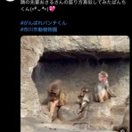 鼻から猫の毛
