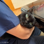 馬とニャンコと男と女