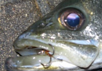 シ バス シーバスプロアングラー小沼正弥さんが説く スレたシーバスに効果アリ 目からウロコのバイブレーションメソッド サンドゾコ とは 海辺の狩人