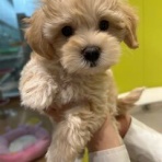 カインズ船橋習志野店ペッツワンコーナーペットショップワンラブのスタッフブログ