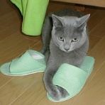 猫だらけ