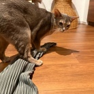 脱ぎたてのズボンを狙われ、変態になる飼い主…