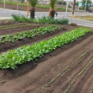 「おかひじき」と「わさびリーフ」の発芽・・・