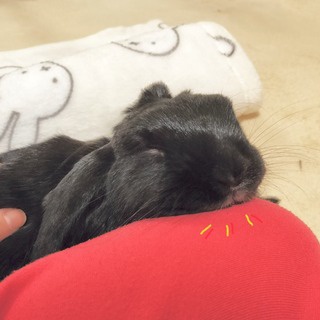 ぶ〜に〜の暮らし