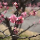 愛知県 知多梅まつりに行ってきました！！！
