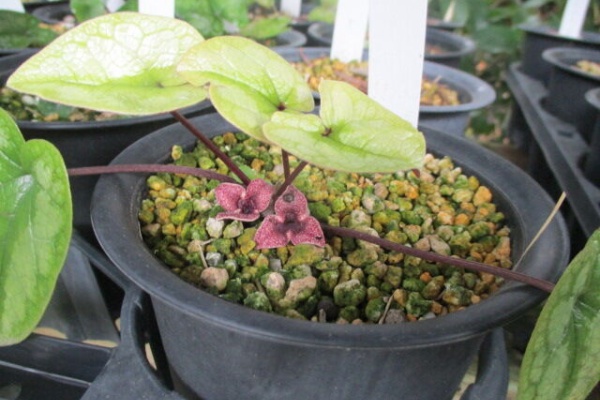 マツゴロウの山野草 - 希少カンアオイ