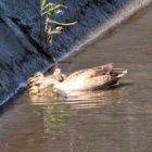 『令和6(2024)年6月19日の鳥さん Vol.2　国分川で野鳥の観察･撮影 カワセミ初め色んな小鳥が動き回る!!カルガモヒナ4羽の親子が登場!!』の画像