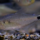 『9月22日(金)熱帯魚入荷情報✨』の画像