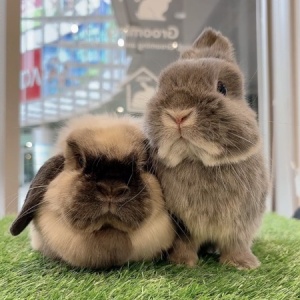 数量限定！「うさぎの七草 やさいミックス」 : うさぎブログ うさぎの
