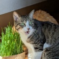 ねこ草